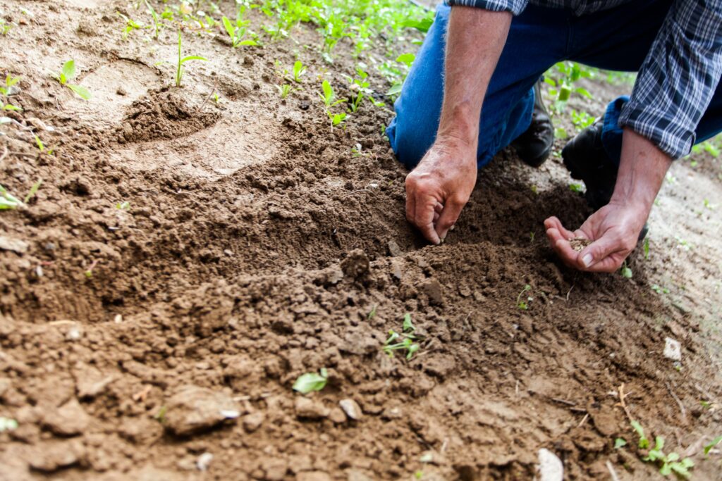 solution-northeastern-biochar