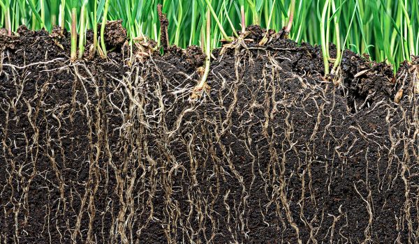grass with roots and soil